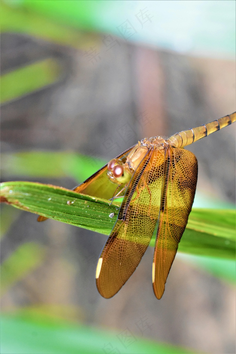 生态自然之蜻蜓绿叶图
