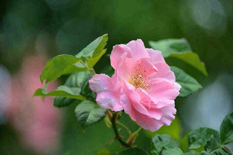 月季花鲜花摄影图