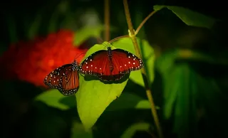 翩翩起舞的蝴蝶