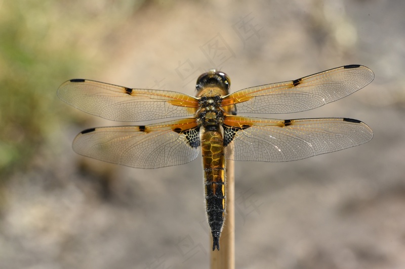 昆虫蜻蜓翅膀特写3