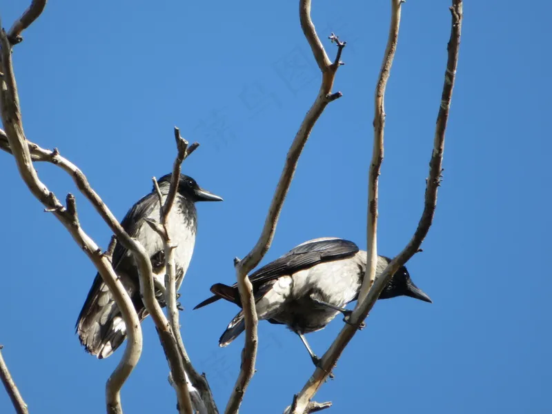 户外喜鹊鸟类生物