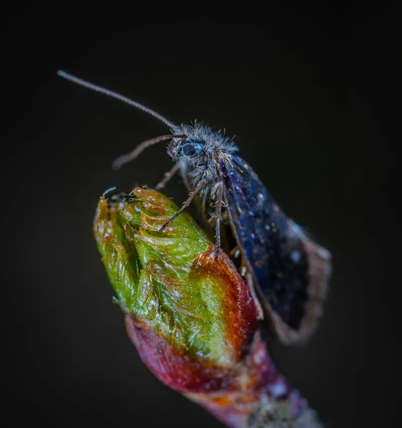 露水中的小蛾与新芽