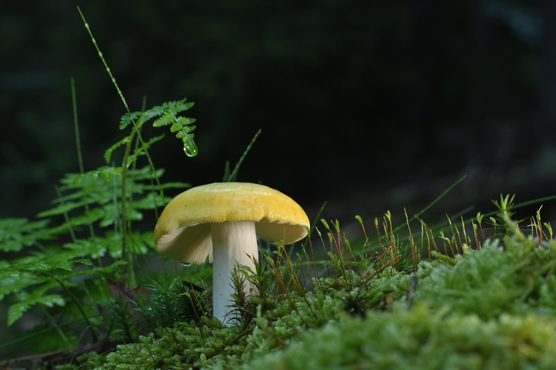 一株雨后的黄色蘑菇