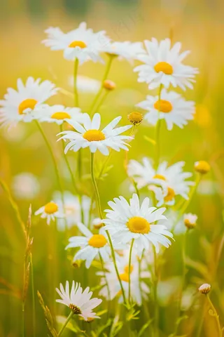 春天白色小雏菊花丛摄影图