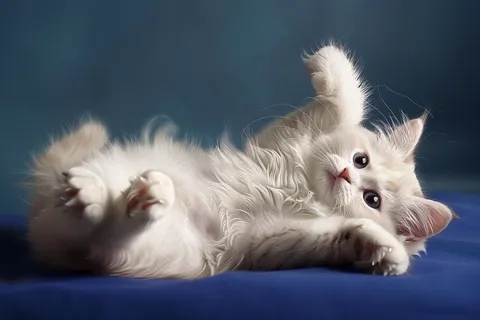 猫咪宠物猫可爱动物摄影图