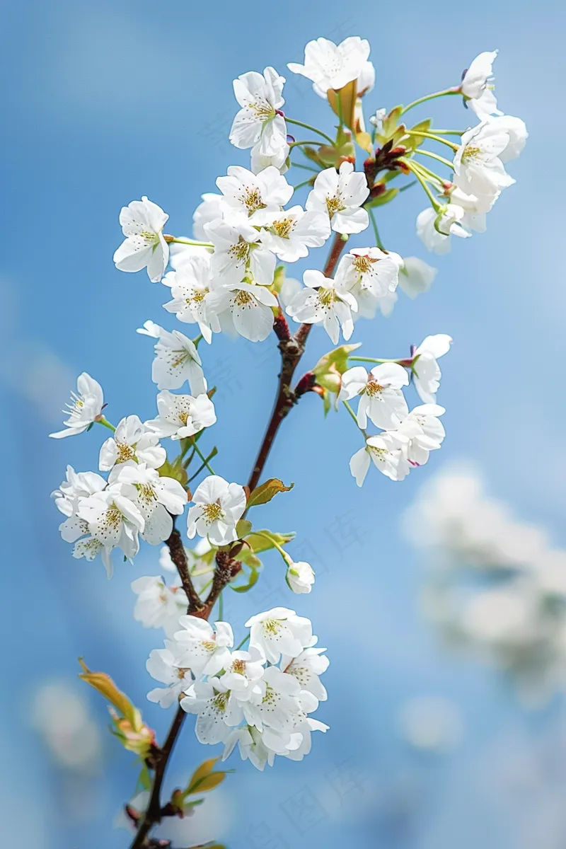 春日樱花花朵摄影图(2688x4032)