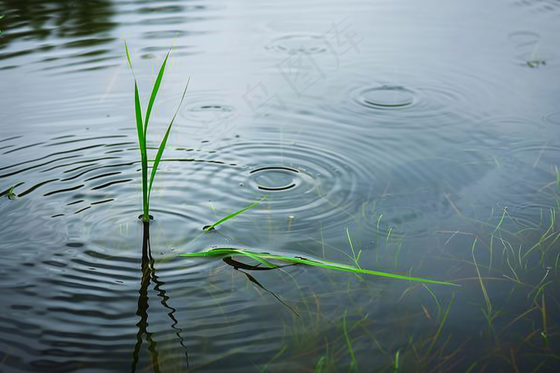 梅雨时节池塘河流小溪水洼地摄影图(4032x2688)