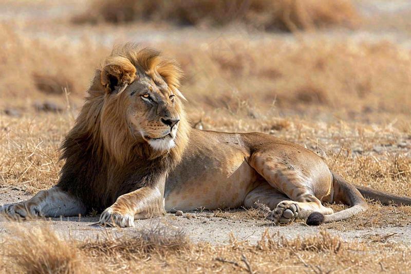 狮子雄狮动物非洲大草原保护动物摄影图