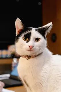 宠物黑白相间小猫 宠物黑白相间小猫