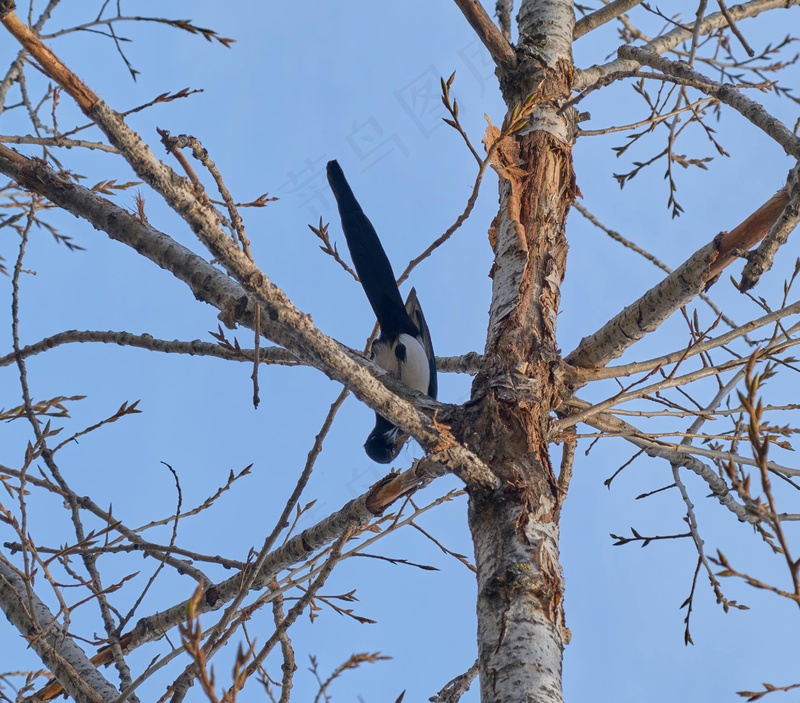 户外喜鹊鸟类生物