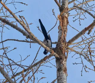 户外喜鹊鸟类生物