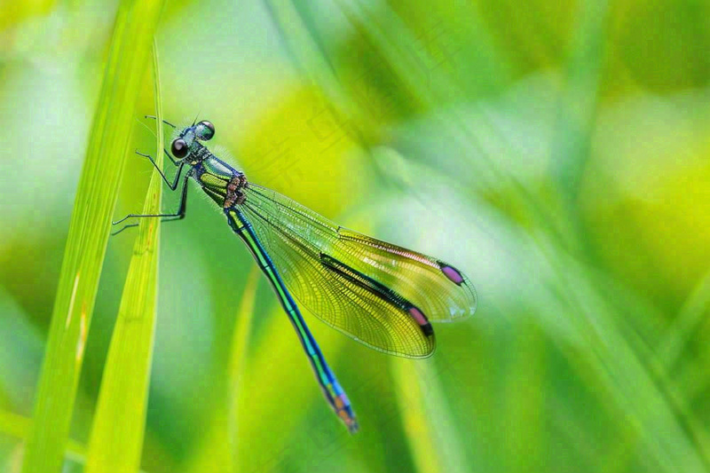 夏天植物绿叶上的蜻蜓绿意昆虫立夏夏至小暑大暑摄影图(1344x896)