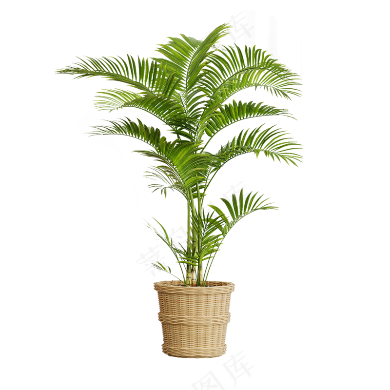 绿植png免抠图装饰