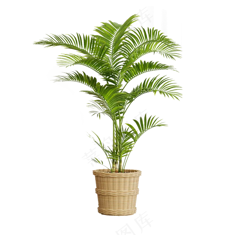 绿植png免抠图装饰