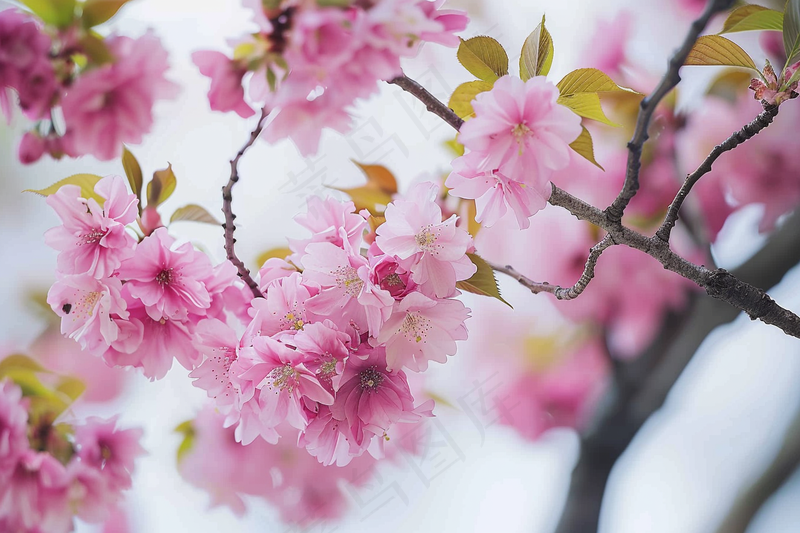 春日樱花花朵摄影图(4032x2688)