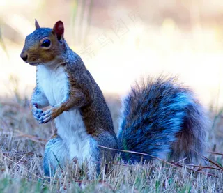 户外松鼠动物