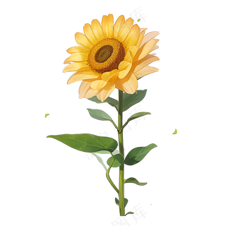 黄色向日葵免抠素材67
