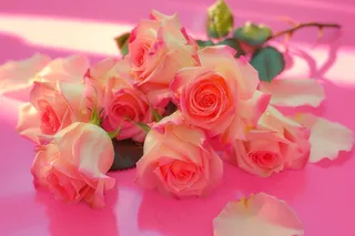 玫瑰花鲜花妇女节礼物摄影图