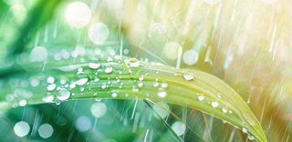 雨水飘打在绿叶叶片上春天雨水谷雨摄影图