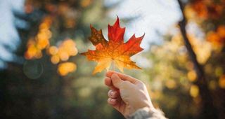 秋天手拿着一片红色枫叶金秋立秋秋分摄影图