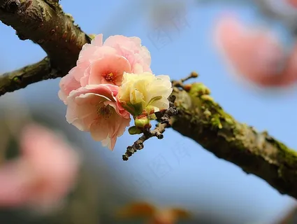 春日樱花花朵摄影图