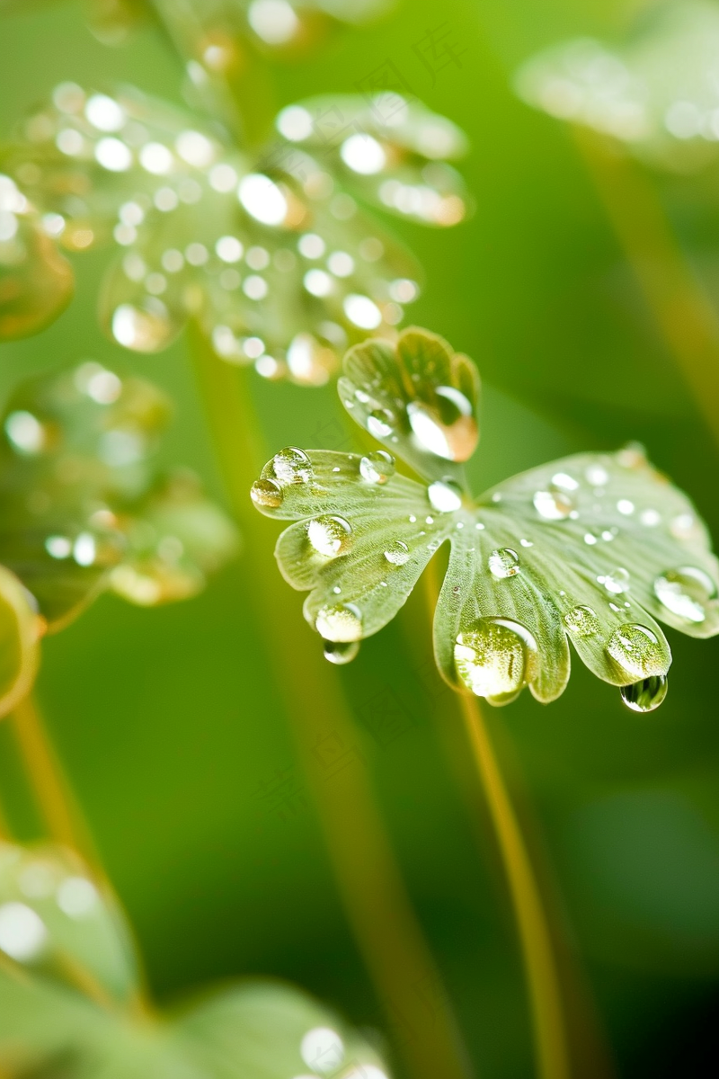 春天梅雨季的植物雨水露珠摄影图(2688x4032)