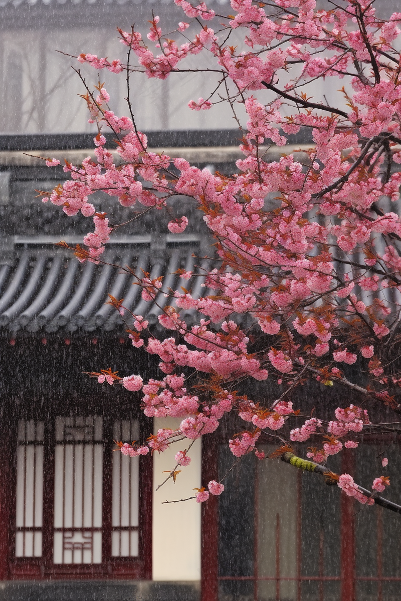 粉梅花春天桃花樱花树枝抽新芽摄影图