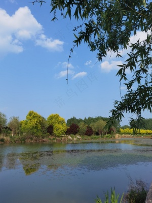 湖边绿草风景