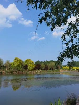 湖边绿草风景