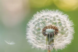 蒲公英飘零摄影图