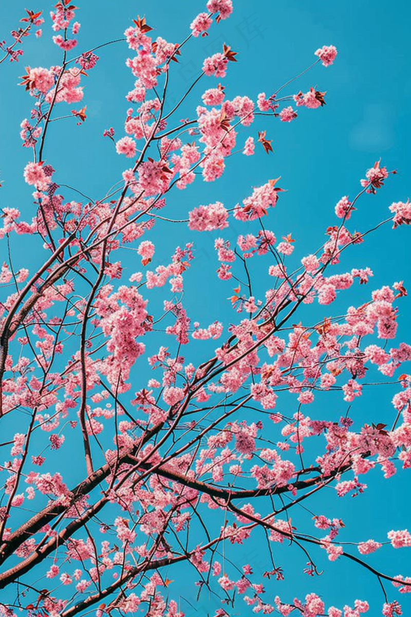 春日樱花花朵摄影图(2688x4032)