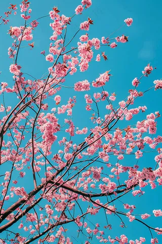 春日樱花花朵摄影图