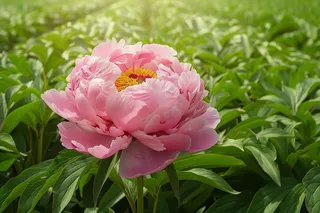 牡丹花国花鲜花摄影图