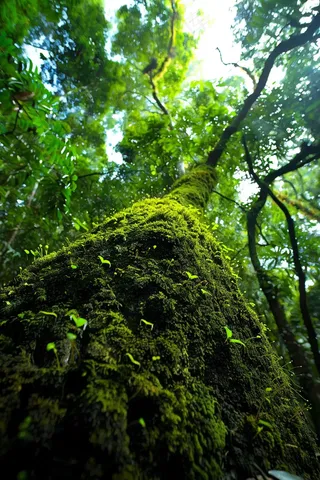 森林深处山林摄影图