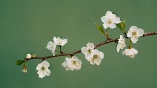白色梨花李子花春天摄影图