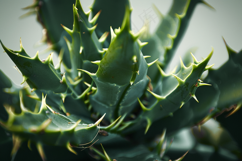 芦荟植物绿植摄影图(4032x2688)