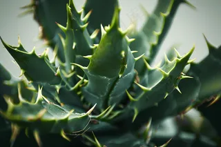 芦荟植物绿植摄影图