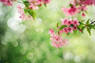 立春粉色花朵树枝绿色背景春分惊蛰摄影图