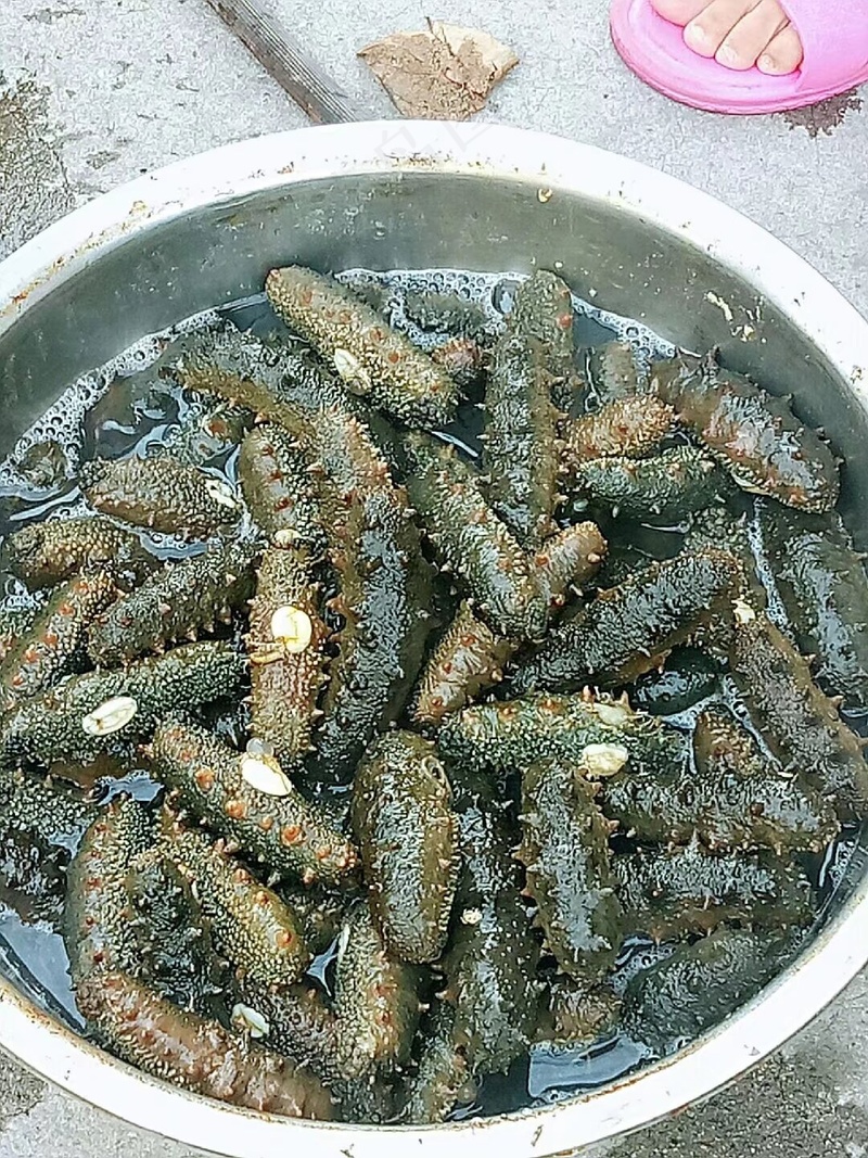 养殖的海参