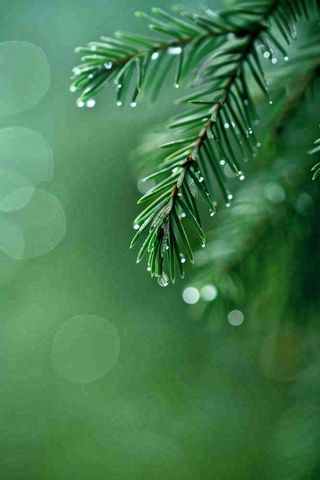 松针树树枝露珠雨滴青色雨水谷雨雨季摄影图