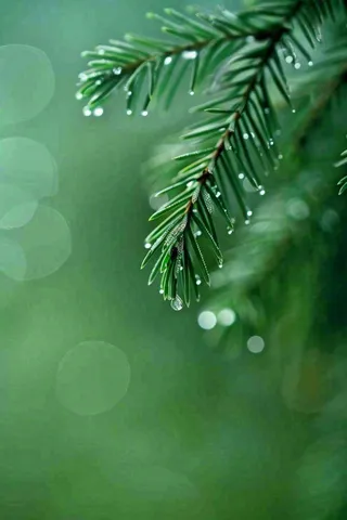 松针树树枝露珠雨滴青色雨水谷雨雨季摄影图