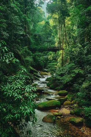 森林深处山林摄影图