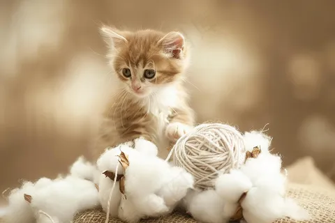 猫咪宠物猫可爱动物摄影图