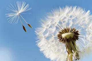 蒲公英微距蓝天背景摄影图