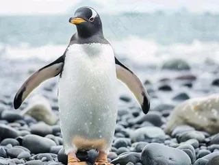 冰雪天地的企鹅寒冷动物摄影图