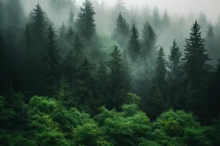 森林阴雨连绵雾气摄影图