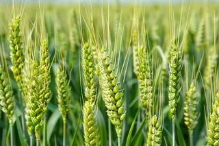 小麦绿色麦穗小米那芒种粮食摄影图