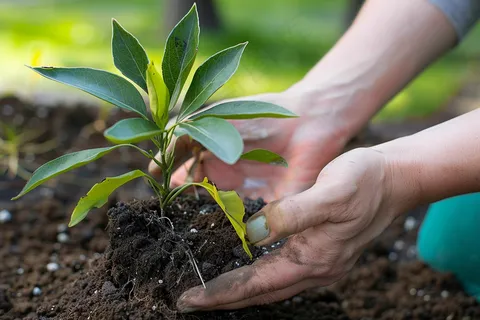 植树树苗保护环境摄影图