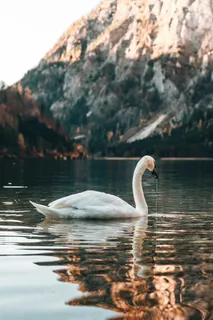 湖光山色中的优雅天鹅