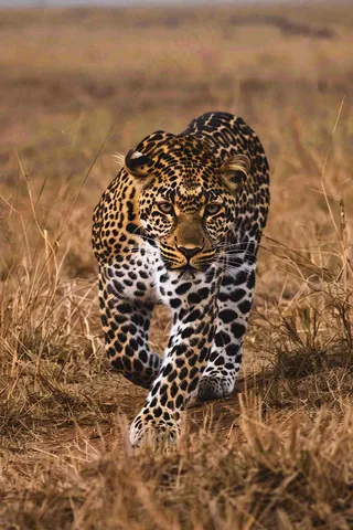 草原上的猎豹国家保护动物非洲摄影图